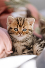 Katzenkinder im Wohnzimmer