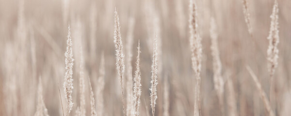 Pampas grass in autumn. Natural background. Dry beige reed. Pastel neutral colors and earth tones. Banner. Selective focus. Banner