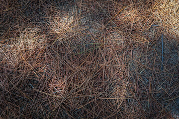 Pine needles covered the ground background material