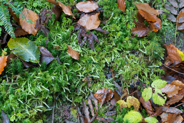 Green botanical forest background.