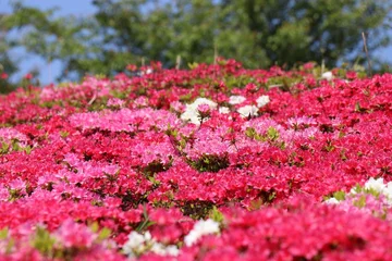 Gardinen 山口県長門市の菅無田公園で満開のつつじ、花 © おたどん