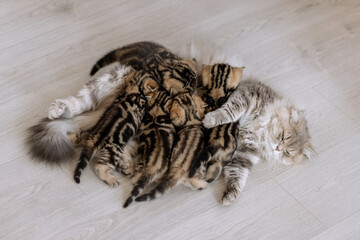 Britisch Kurzhaar Katzenkind trinkt bei Mutter