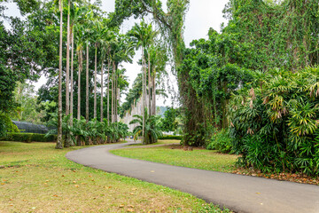 Fototapeta na wymiar Palm Tree Alley in Royal Botanic King Gardens. Peradeniya. Kandy. Sri Lanka.