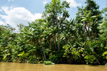 palm trees and river