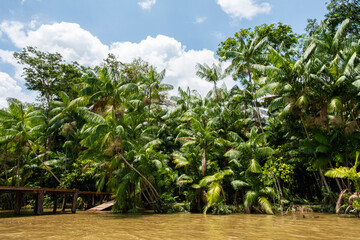 palm trees on the river