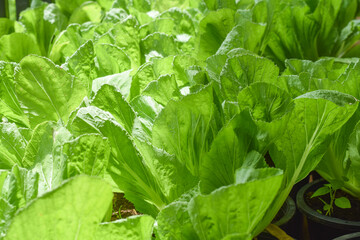 organic vegetable farm. healthy eating concept