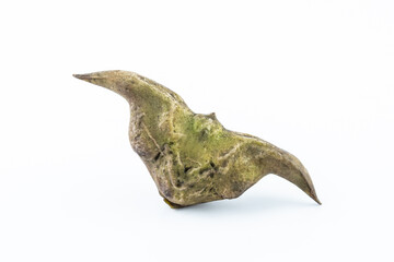 Fresh water chestnut on white background