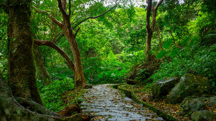 alley, slate, paved, forest trail, shade, clean, cool