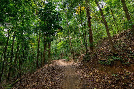 Kandy Udawatta Kele Royal Forest Park or Udawattakele Sanctuary in the city of Kandy, Sri Lanka.