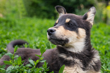 Portrait of a little funny dog lying on green grass. Puppy on grass.