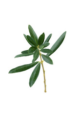 Olive branch and leaves isolated on white background. Clipping path, full depth of field. Focus stacking