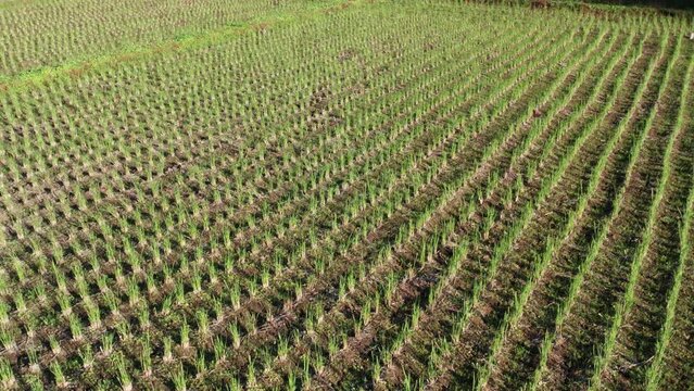 Rice paddy in the fields of Yokohama in november, Jike Furusato Village