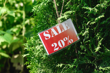 Green thuja occidentalis and card -20 percent sale, discount. Evergreen tree: spruce, fir, cedar. Preparing for New Year and Christmas. At the New Year's Fair