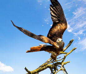 Red Kite