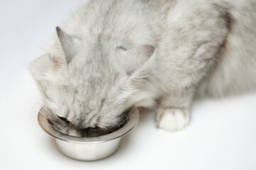 Grey cat  put her head in metal bowl