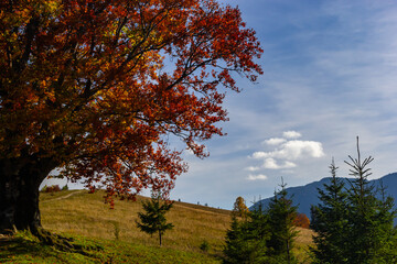 Colorful landscape with autumn trees and rural houses on the slopes and in the valley in the mountain village. Carpathian mountains, Ukraine