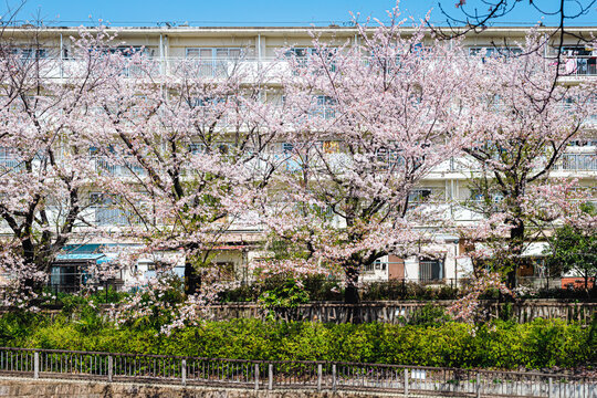満開の桜と団地