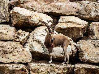 A beautiful graceful animal, the Nubian mountain goat with huge curled horns, is found in Israel.