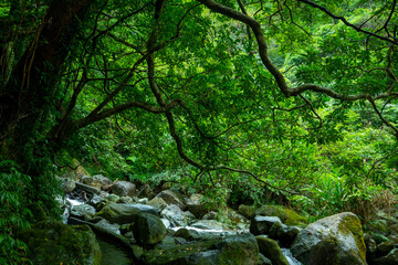 Obraz premium valley, flowing, clean, cool, small stream