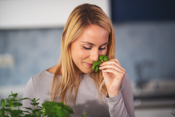 Caucasian woman smelling fresh green basil leaves picked from the plant from her kitchen herb...