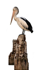 pelican on transparent background