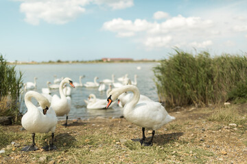 Swans walk by the lake. Saki lake in Crimea