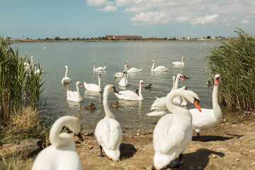 swans on the lake