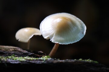 mushroom in the forest
