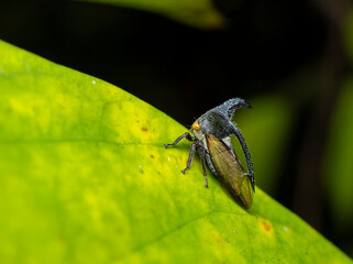 Strange Treehopper macro photo in the garden