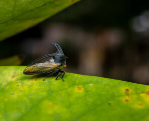 Strange Treehopper macro photo in the garden