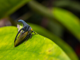 Strange Treehopper macro photo in the garden