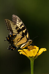 Eastern Tiger Swallowtail