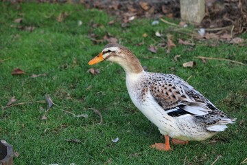 Canard Appleyard