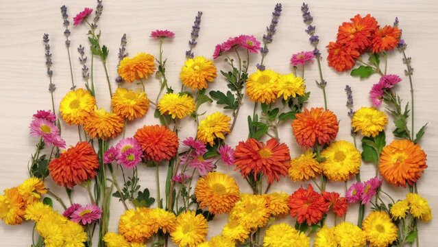 Chrysanthemums flowers background - Stop motion animation. Bouquet of colorful autumn fresh flowers for decoration home. Florist, floristry, Flowers bunch, top view, flat lay