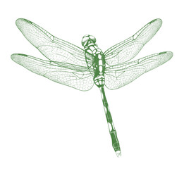 Pencil drawing of dragonfly. Transparent PNG