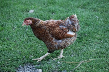 la poule Wyandotte