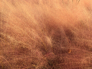fuji reed in autumn 