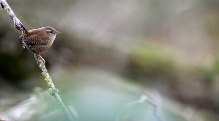 Eurasian wren // Zaunkönig (Troglodytes troglodytes)