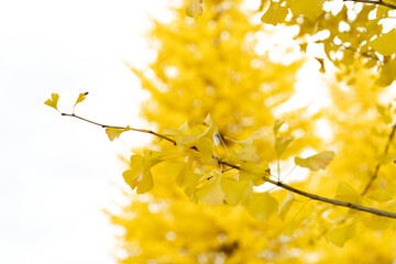 Obraz premium Ginkgo trees 銀杏並木