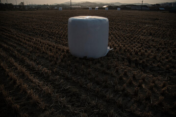 한국의 시골풍경 하늘과 구름 갈대 추수