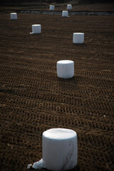 한국의 시골풍경 하늘과 구름 갈대 추수