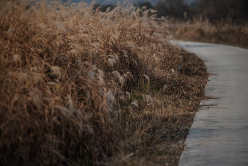 한국의 시골풍경 하늘과 구름 갈대 추수