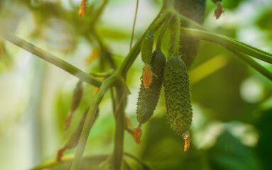 Inside of greenhouse with young cucumbers.