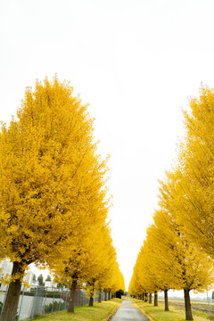 銀杏並木」の写真素材 | 8,060件の無料イラスト画像 | Adobe Stock