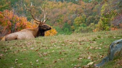 Bull Elk laying down in grass with fall foliage in background.