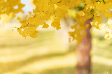 Ginkgo trees　銀杏並木