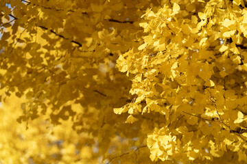 Ginkgo trees　銀杏並木