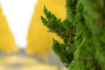 Ginkgo trees　銀杏並木