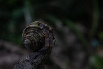 沖縄の海や海洋生物