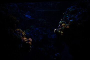 沖縄の海や海洋生物